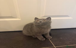 British Longhair cats for sale: 🐾 Adorable British Longhair Kittens  - Image 5