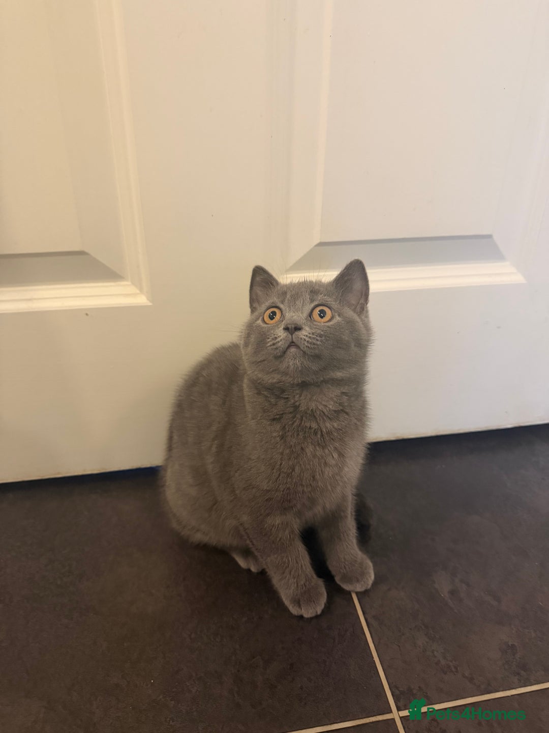 British Longhair cats for sale: 🐾 Adorable British Longhair Kittens  - Image 5