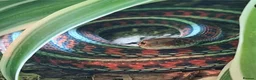 Garter Snake reptiles for sale: CB23 red sided garter snake  - Advert 3