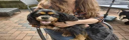 Cavalier King Charles Spaniel dogs for sale: KC Reg Cavalier King Charles Spaniel Male - Advert 8