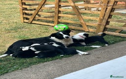 Border Collie dogs for sale: 2 working collie pups left both girls  - Image 4