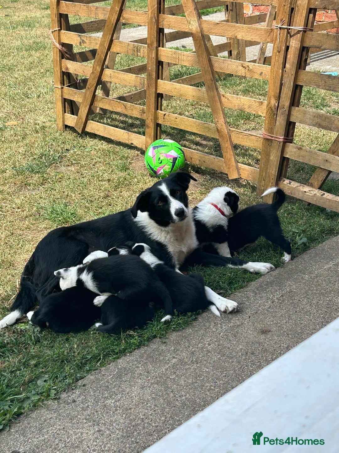 Border Collie dogs for sale: 2 working collie pups left both girls  - Image 4