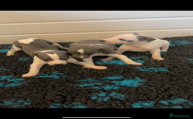 Whippet dogs - Advert 4