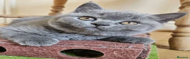 British Shorthair 4