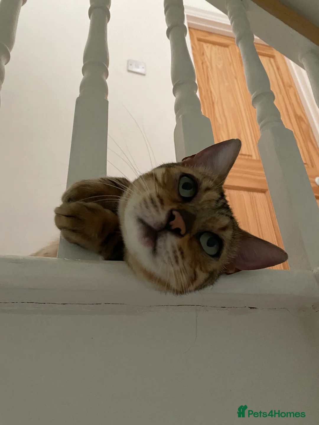 Bengal cats for sale: Gilbert in London - Advert 13