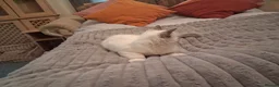 Ragdoll cats for sale: 3 boys  - Advert 11