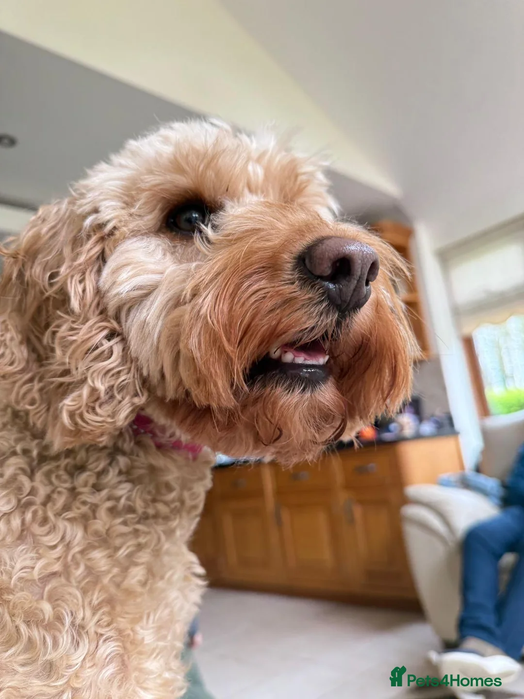 Mixed Breed dogs for adoption: ❤️RUBY❤️ 5yo Cockapoo: NOT AN EASY, BUT SO LOVING  in Stoke-on-Trent - Advert 2
