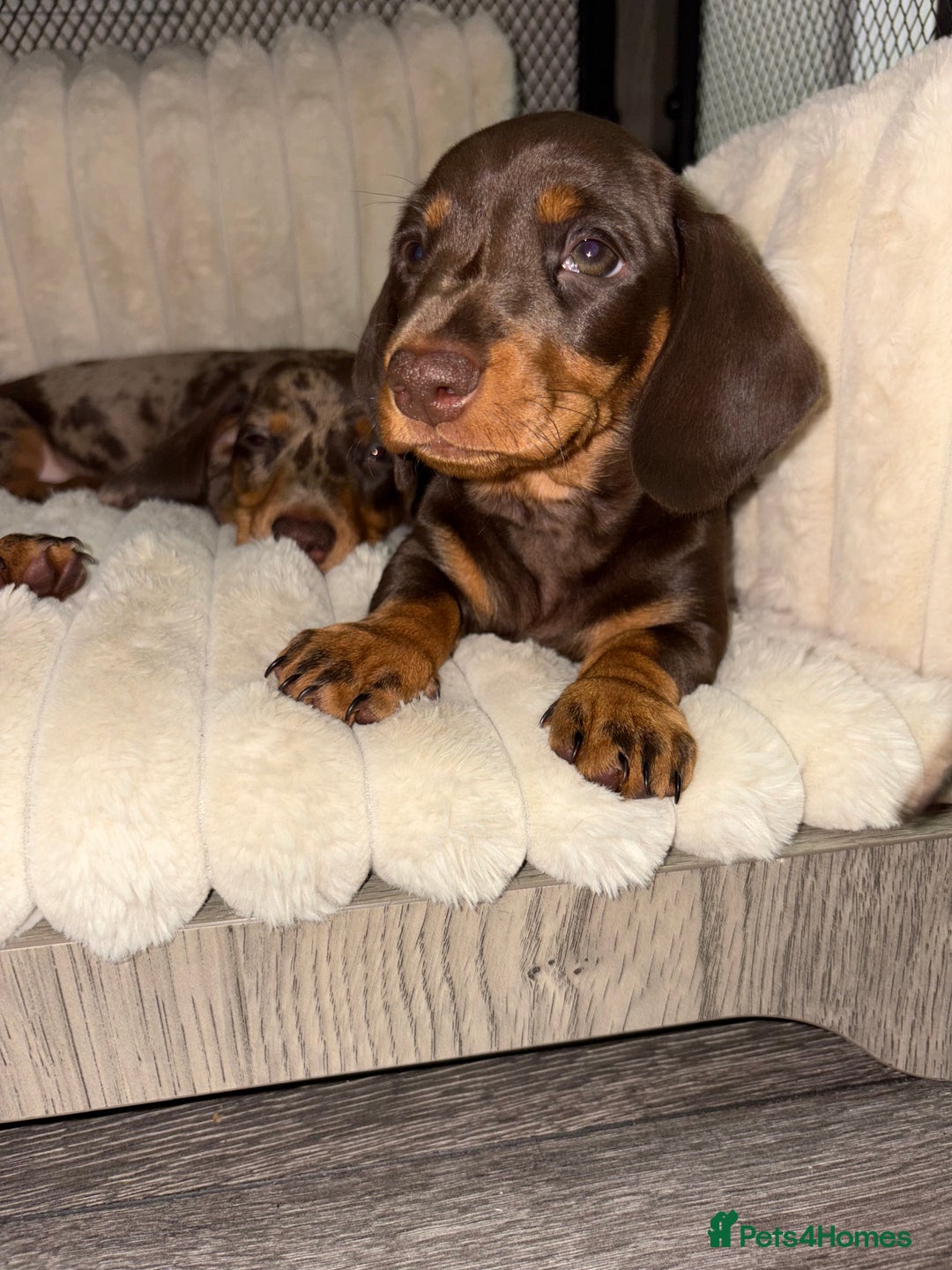 Miniature Dachshund dogs for sale: Miniature dachshund girl chocolate &tan - Advert 8