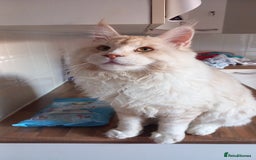 Maine Coon cats for sale: RED SMOKE MAINE COON MALE NOT NEUTERED - Image 5