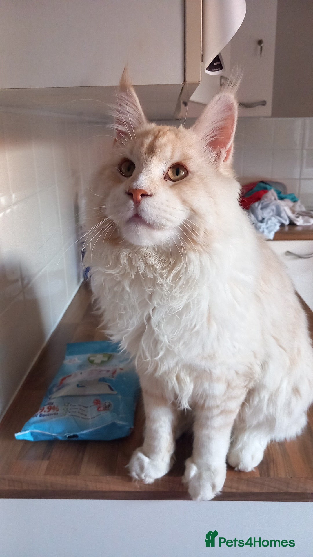 Maine Coon cats for sale: RED SMOKE MAINE COON MALE NOT NEUTERED - Image 5