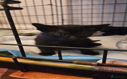 Siamese cats for sale: Siamese X British short hair *2 available  - Image 14