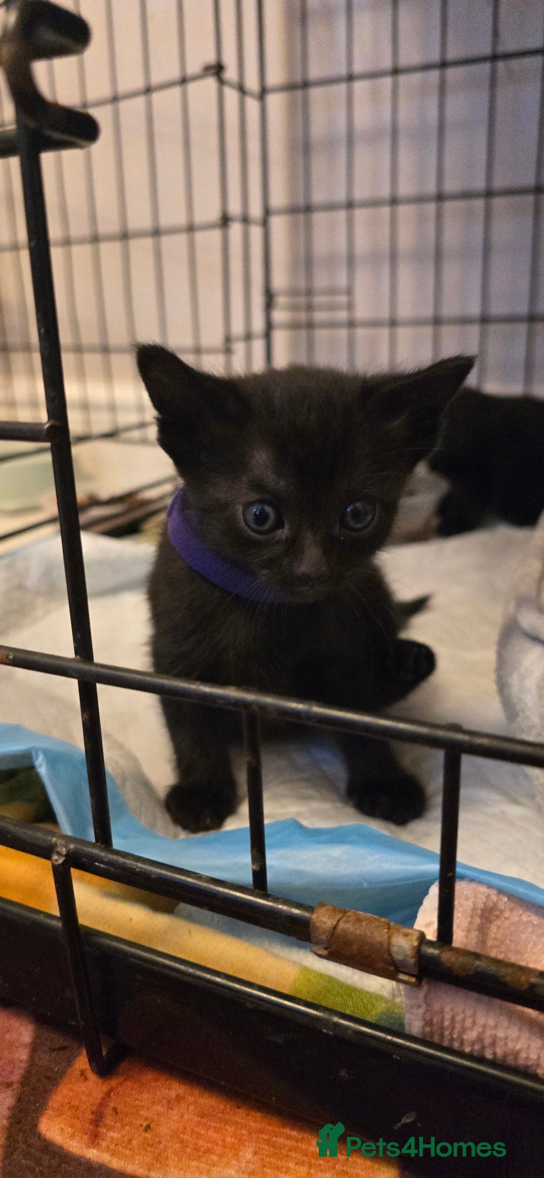 Siamese cats for sale: Siamese X British short hair *2 available  - Image 14