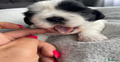 Shih Tzu dogs - Advert 5
