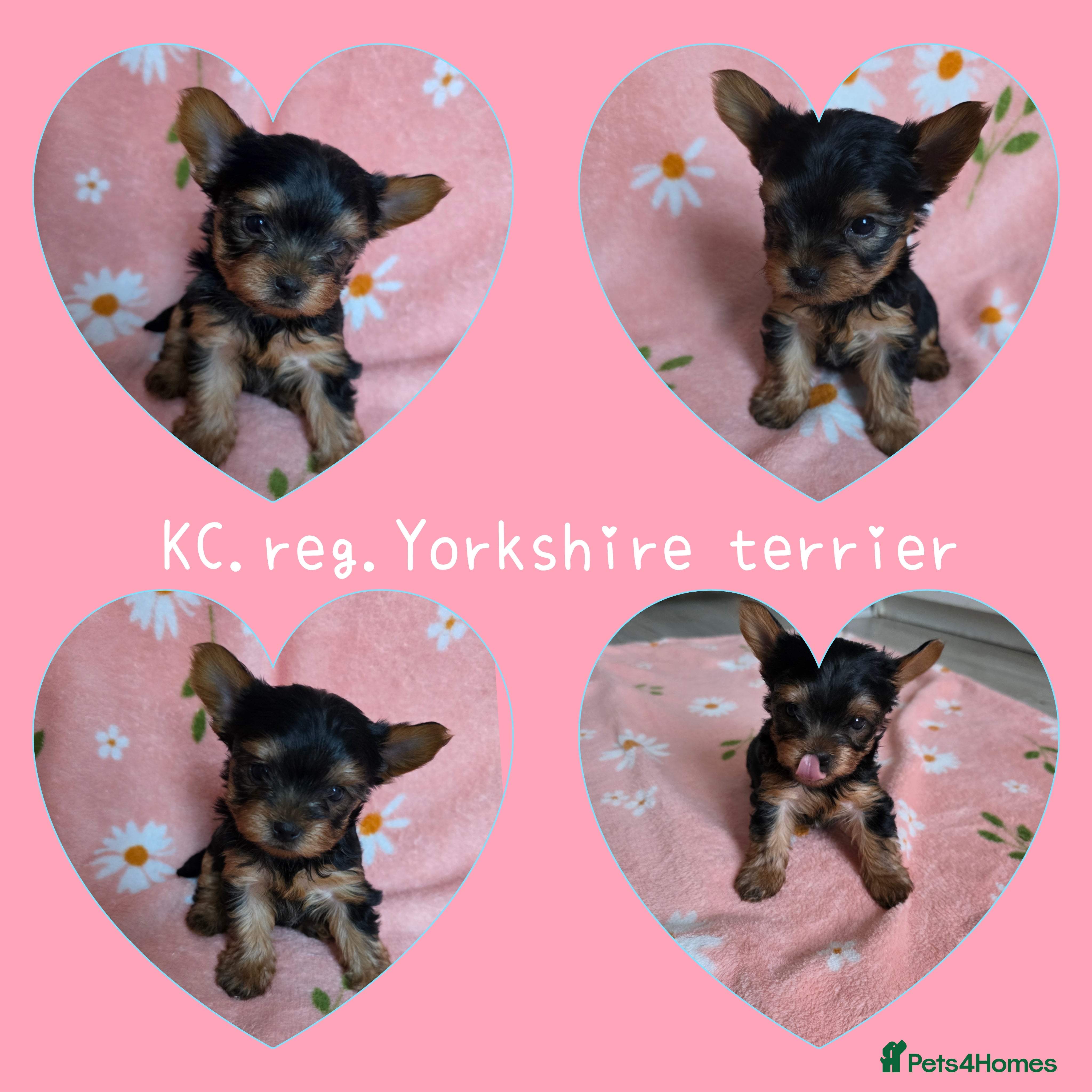 Yorkshire Terrier dogs Yorkshire Terrier,KC.Reg.5 generation Pedigree🐶🩵 - Advert 12