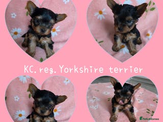 Yorkshire Terrier dogs Yorkshire Terrier,KC.Reg.5 generation Pedigree🐶🩵 - Advert 12