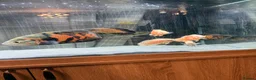 Other/Mixed Breed fish for sale: Closing down in Basingstoke - Advert 6