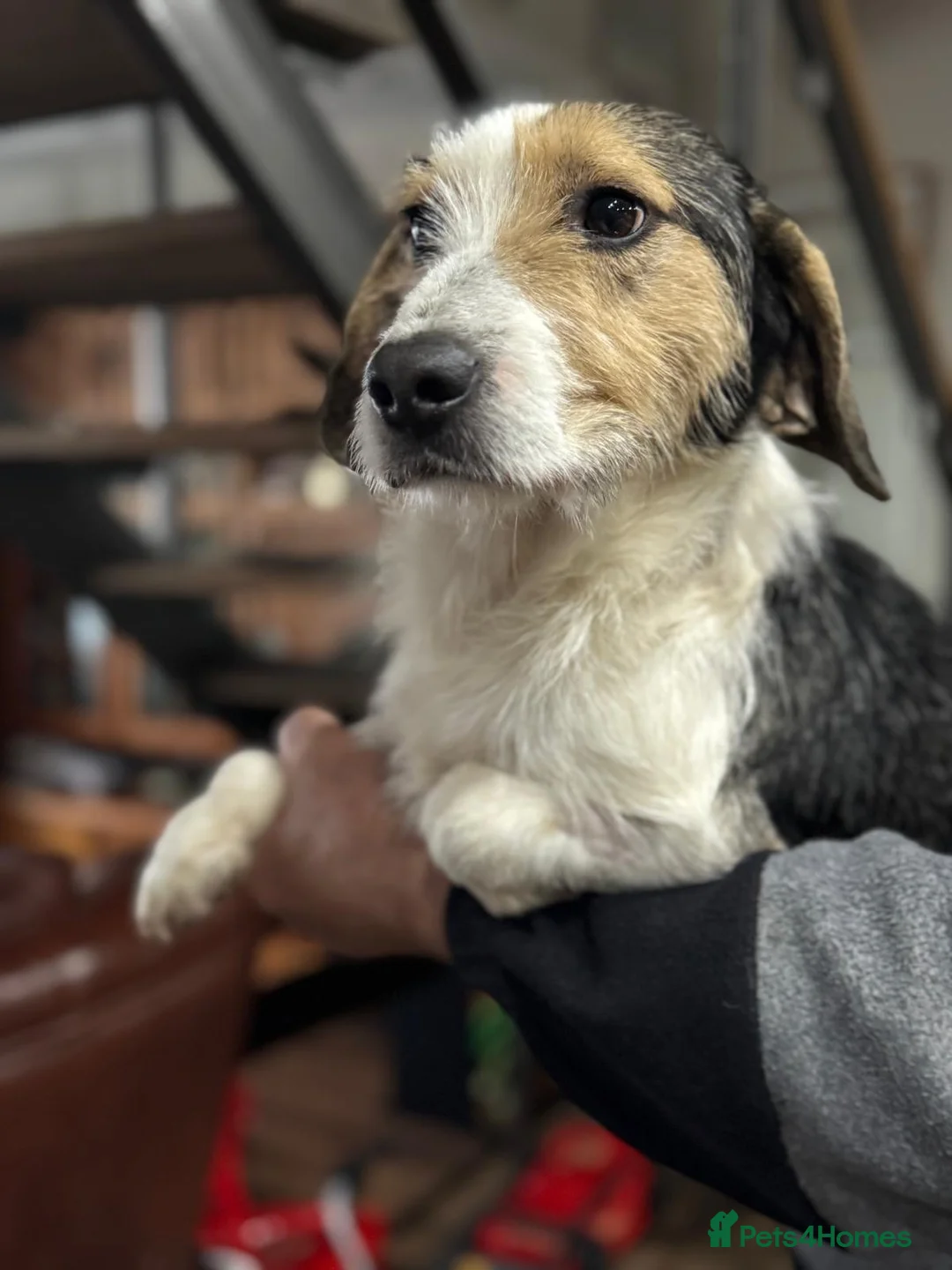 Mixed Breed dogs for adoption: Sweet Rami is looking for LOVE - Advert 7