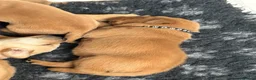 Labrador Retriever dogs for sale: Beautiful Labrador retriever puppies for sale - Advert 7