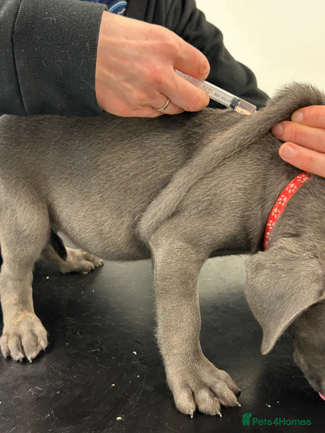 Cane Corso dogs for sale: Cane corso champion bloodline pups  - Advert 19