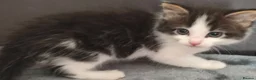 Mixed Breed cats for sale: Lovely & Playful Kittens looking for a New home!  - Advert 15