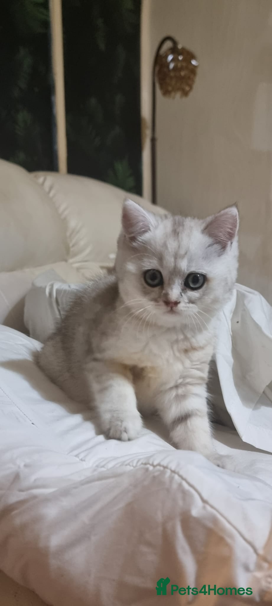 British Shorthair cats Beautiful golden shaded British shorthair  - Advert 2