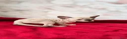 Sphynx cats for sale: Canadian sphynx kittens  - Advert 5