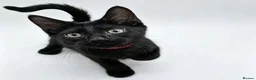 Egyptian Mau cats for sale: TICA reg Werewolf Silver EgyptianMAU x Snow Bengal - Advert 13