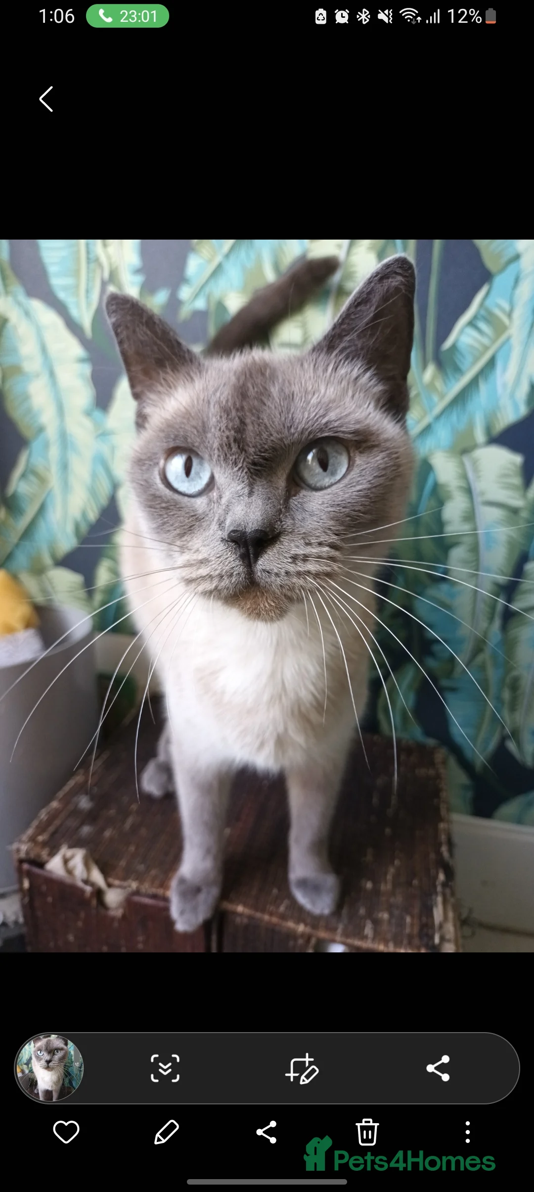 British Shorthair cats for sale: Baby British shorthair  - Advert 2