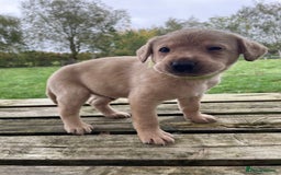 Labrador Retriever dogs for sale: 🐶 8 Gorgeous KC Labrador Puppy’s 🐶 - Image 7