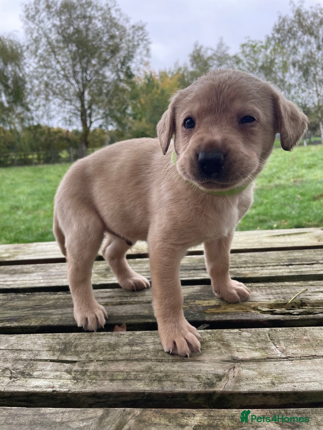 Labrador Retriever dogs for sale: 🐶 8 Gorgeous KC Labrador Puppy’s 🐶 - Image 7