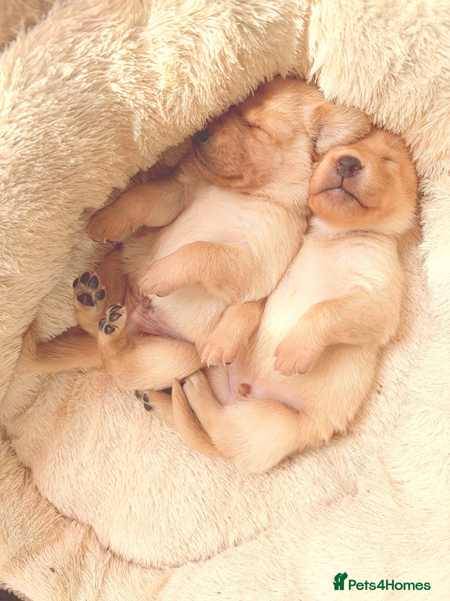 Labrador Retriever dogs 🐾 3 week old 🐕 KC vet checked thriving Labradors - Advert 11