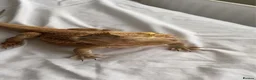 Bearded Dragon reptiles for sale: Bearded Dragon + Full Set Up  in London - Advert 5