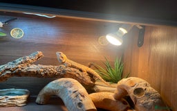 Bearded Dragon reptiles for sale: Bearded Dragon for Sale 🦎 - Image 3