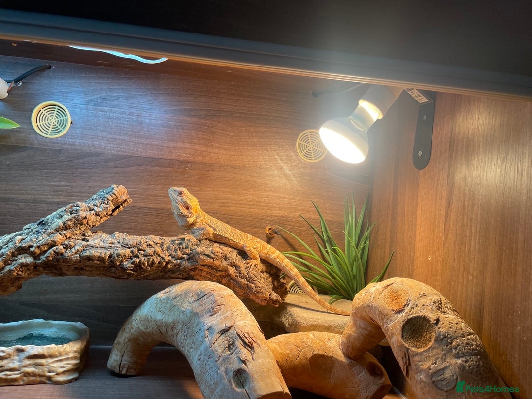 Bearded Dragon reptiles for sale: Bearded Dragon for Sale 🦎 - Image 3