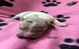 Mixed Breed dogs for sale: Unique mixed breed - Image 6