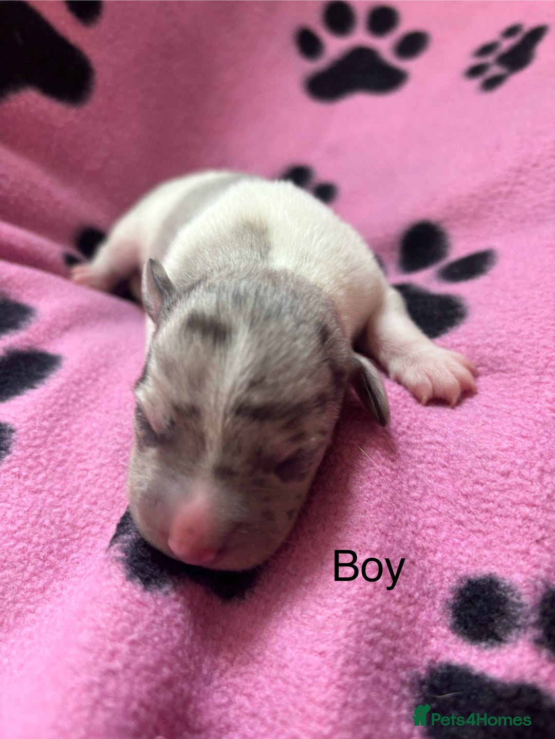 Mixed Breed dogs for sale: Unique mixed breed - Image 6