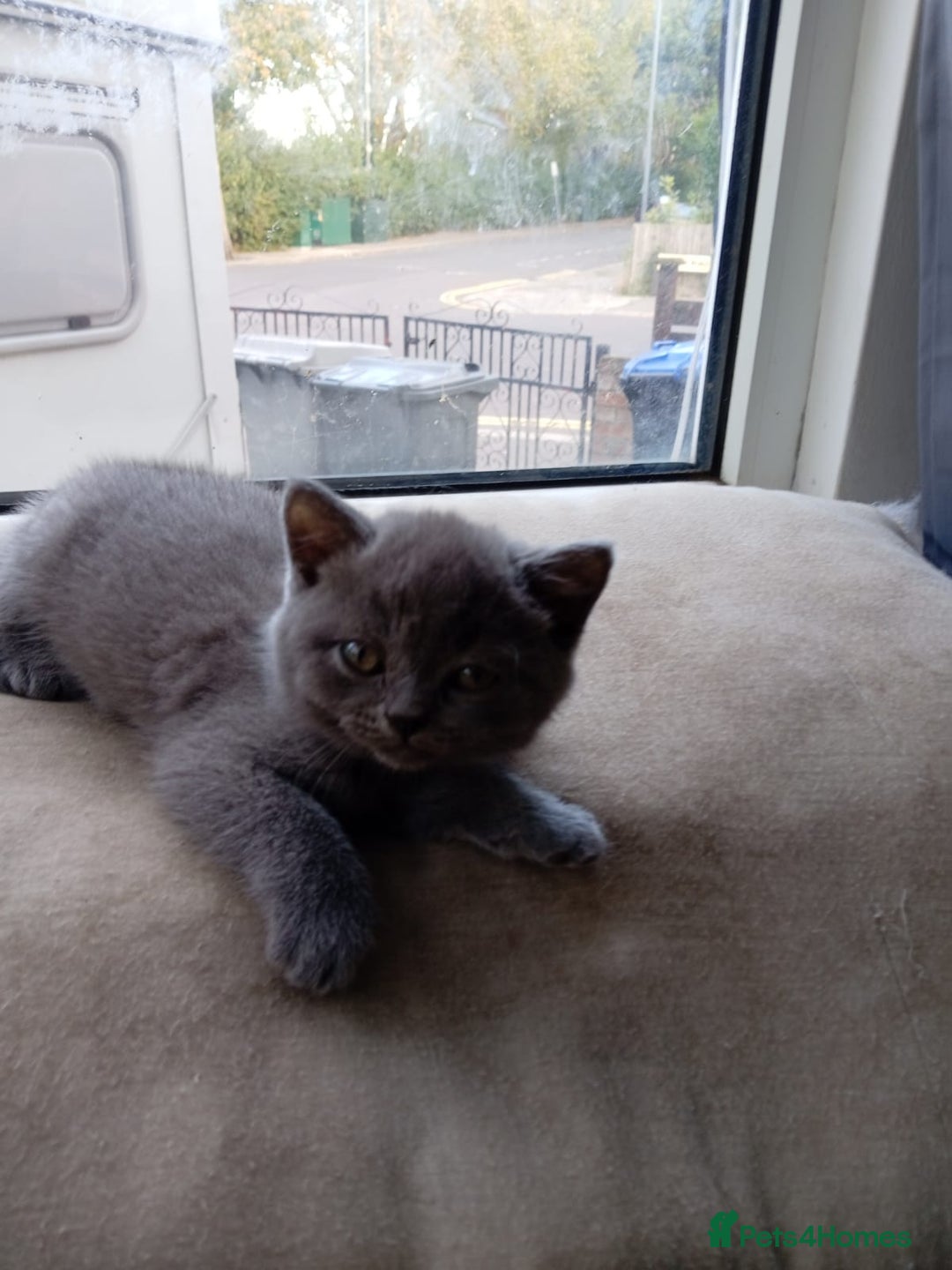 British Shorthair cats for sale: British Shorthair Kittens Available - Image 7