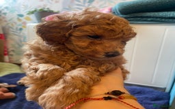 Toy Poodle dogs for sale: Tiny Red Toy Poodles Available now - Image 4