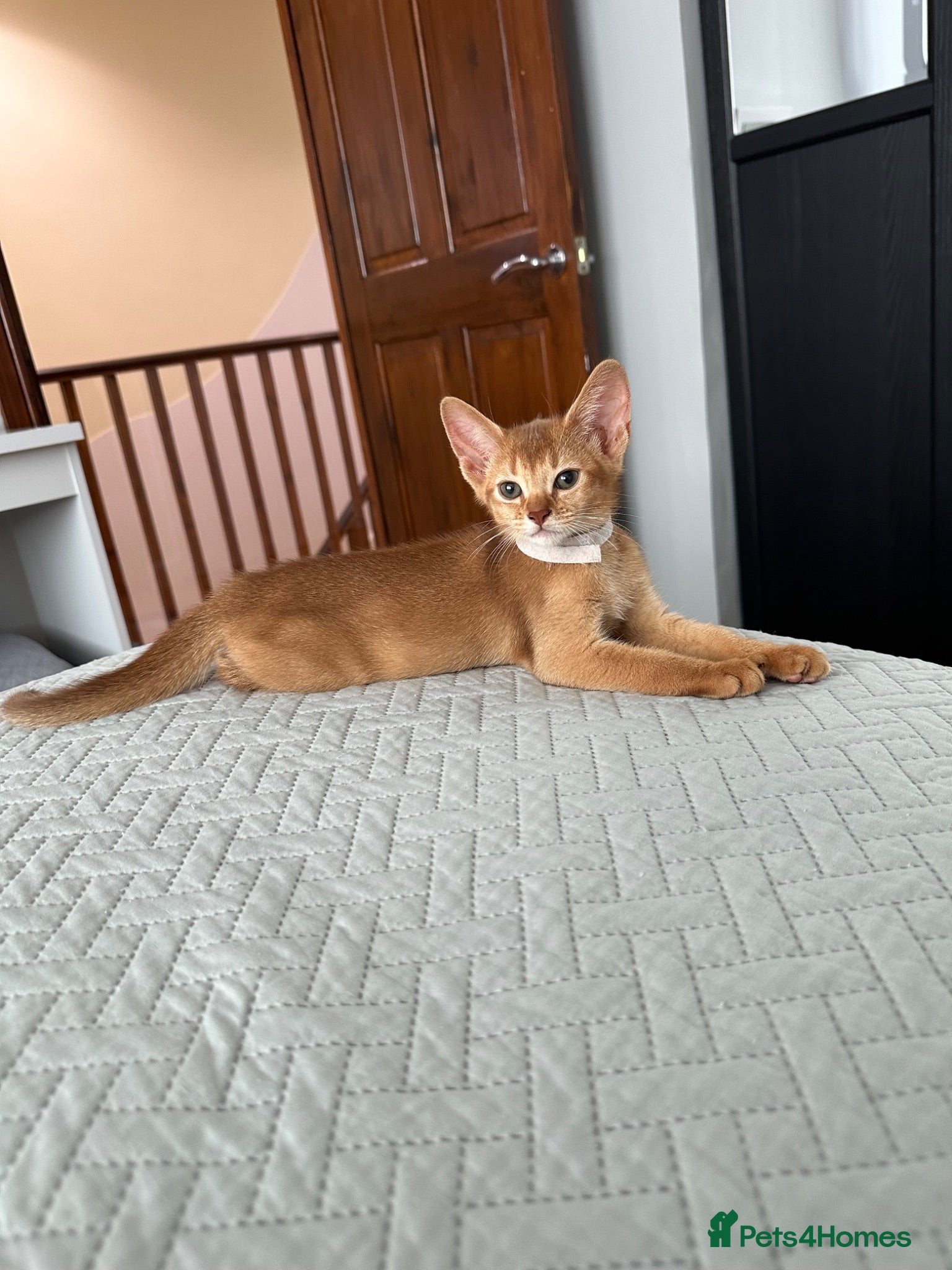 Abyssinian cats Abyssinian kittens  - Advert 2