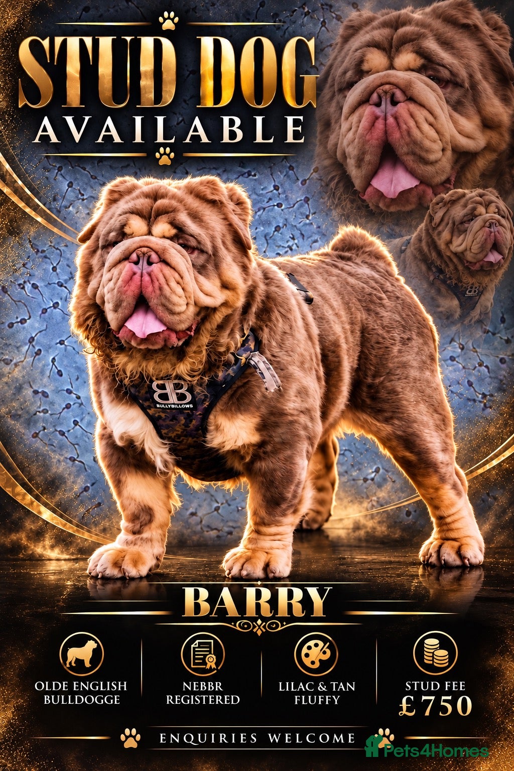 Olde English Bulldogge dogs old english Bulldoge fluffy  - Advert 21