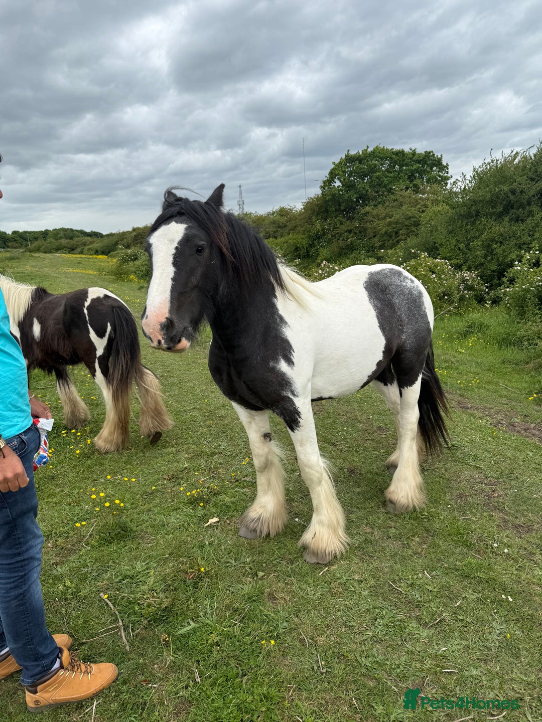 Irish Cob horses for sale: 3 year old mare - Image 2
