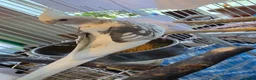 Cockatiels birds for sale: Female black and white Cockatiel for sale in London - Advert 16