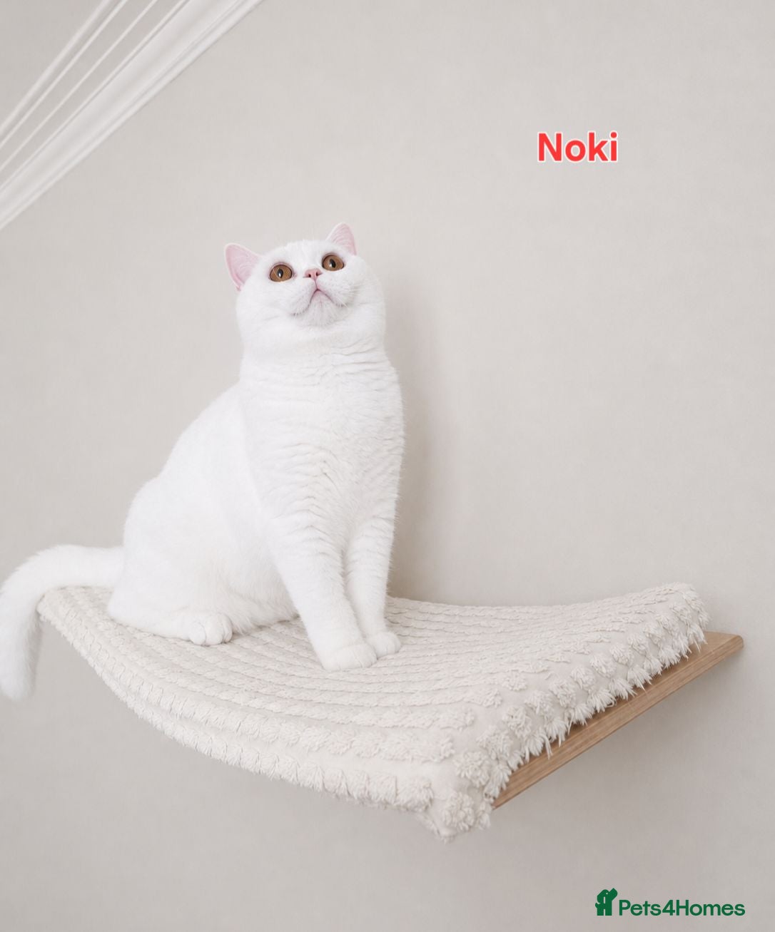 British Shorthair cats 🏡 Home Sweet Home - Advert 2