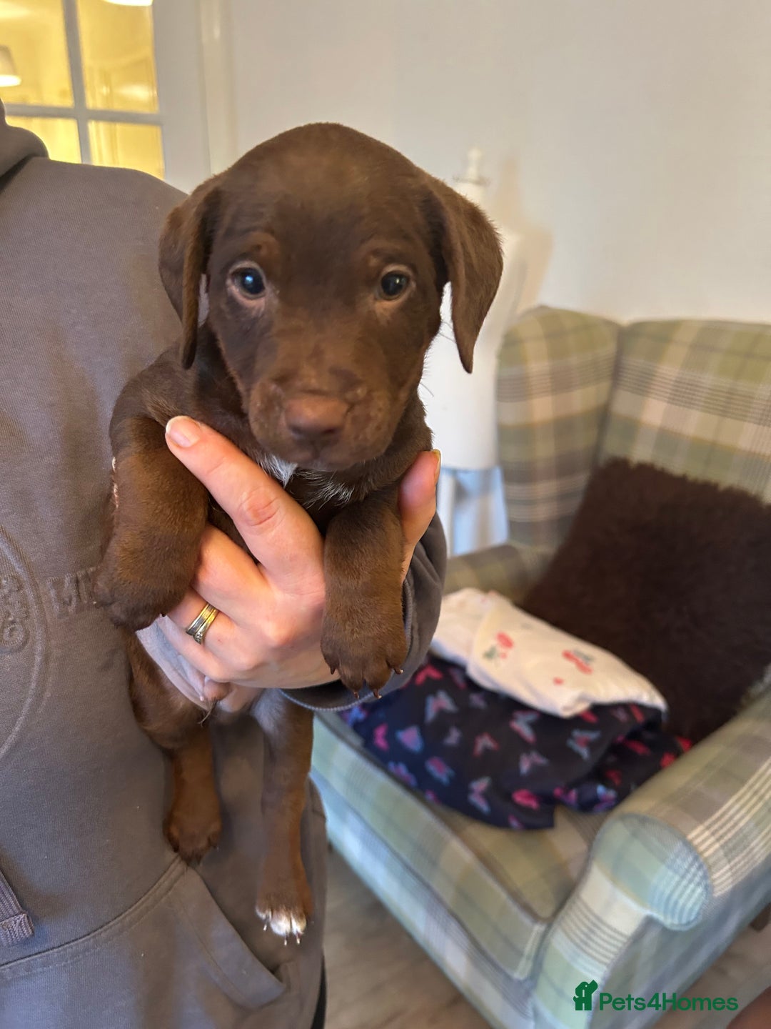 Patterdale Terrier dogs for sale: Patterdale Terrier Pups - Advert 5