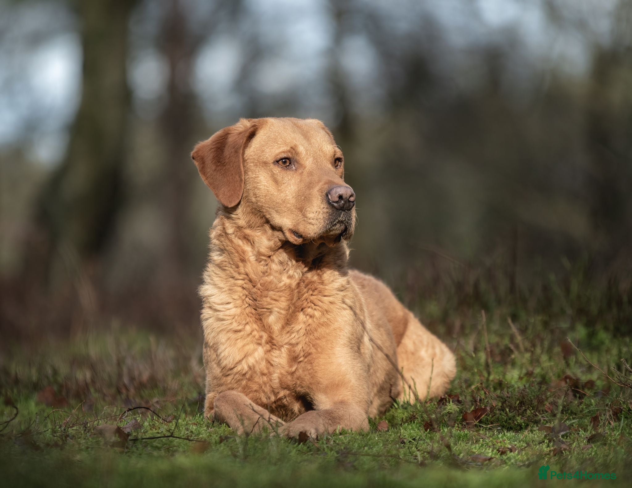 Labrador Retriever dogs Extensively Health Tested KC Working Lab Stud in York - Advert 18