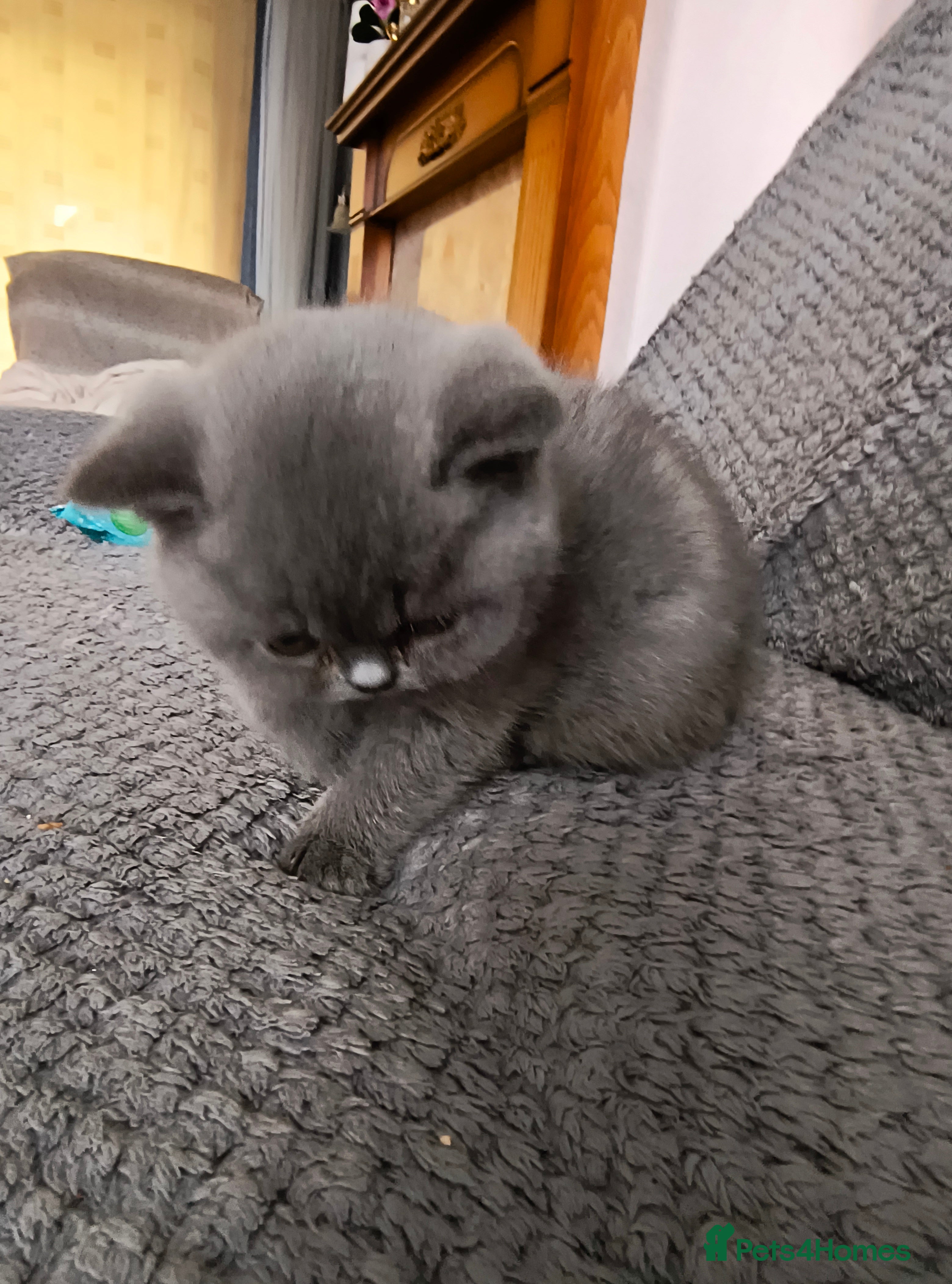 British Shorthair cats Magnificent litters Vs Outsdanding champion lines. - Advert 2