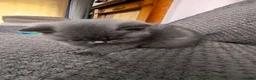 British Shorthair cats for sale: Magnificent litters Vs Outsdanding champion lines. - Advert 6