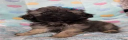 Toy Poodle dogs for sale: Peakpoos - Advert 11