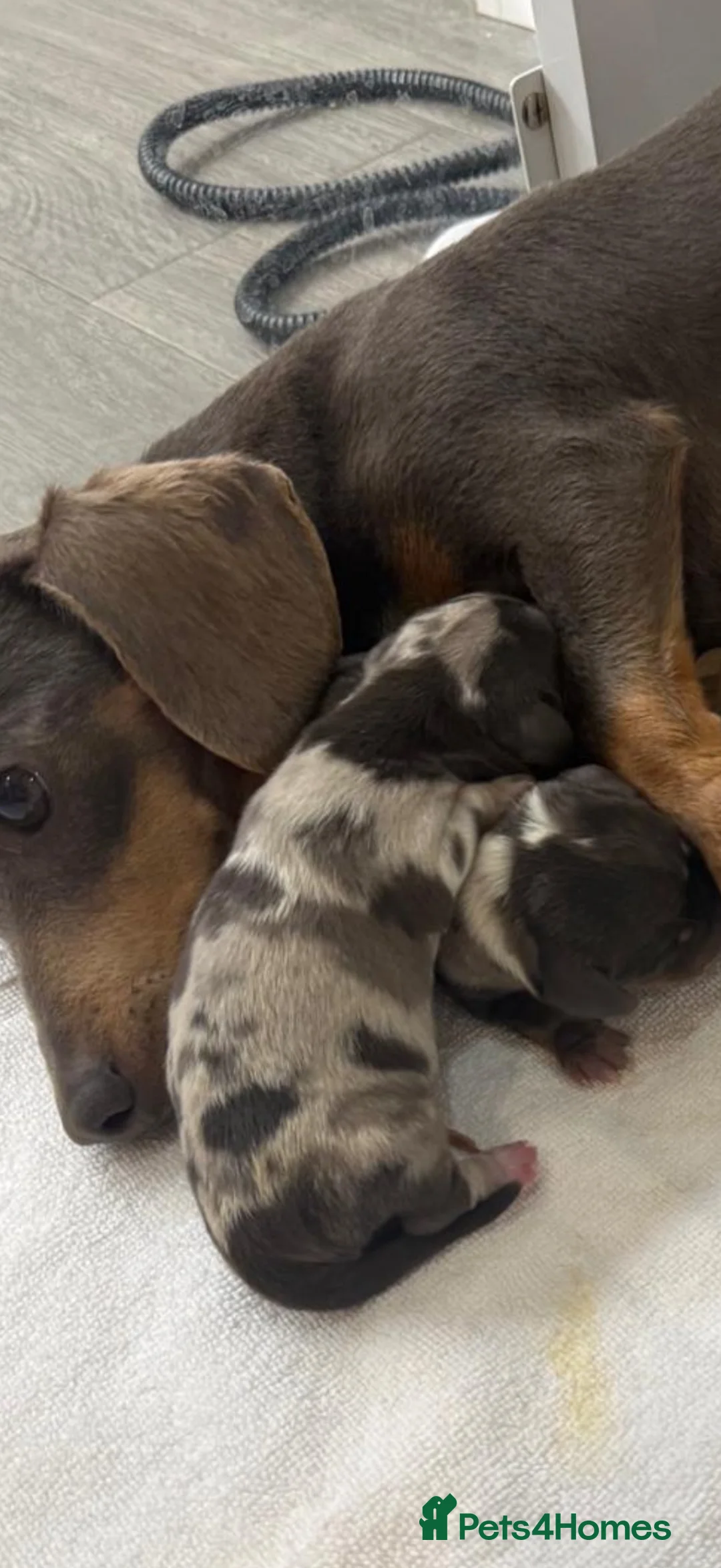 Miniature Dachshund dogs for sale: EXTREME CUTENESS! MINIATURE DACHSHUND PUPPIES ❤️🤍 - Advert 2