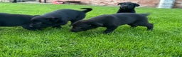 Borador dogs for sale: Fantastic vaccinated puppies - Advert 7